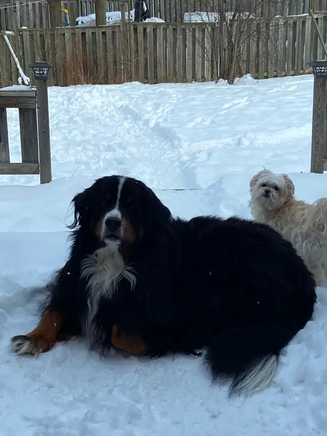 Pet sitting - Photo 5