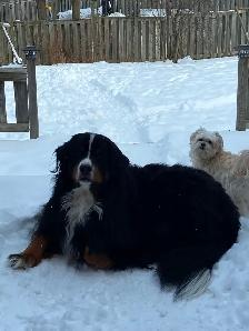 Pet sitting - Photo 5