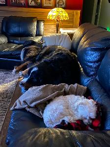 Pet sitting - Photo 6