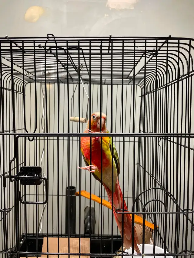 Male Green-Check Conure