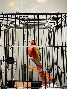 Male Green-Check Conure