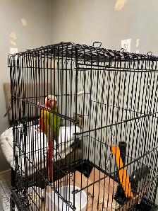 Male Green-Check Conure - Photo 2