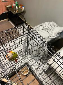 Male Green-Check Conure - Photo 3