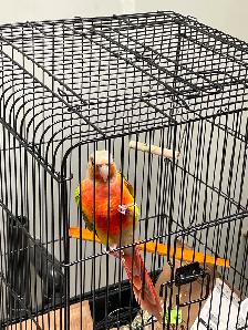 Male Green-Check Conure - Photo 4