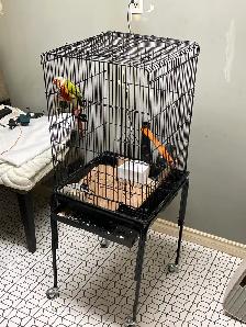 Male Green-Check Conure - Photo 5