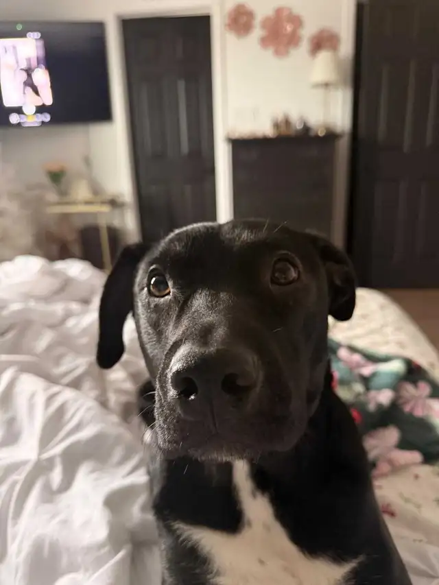 Labrador cross - Photo 2