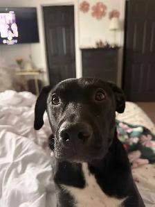 Labrador cross - Photo 2