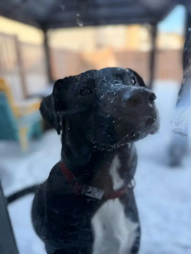 Labrador cross - Photo 3