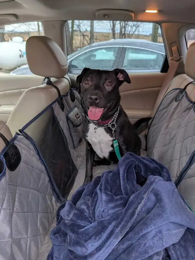 Labrador cross - Photo 4