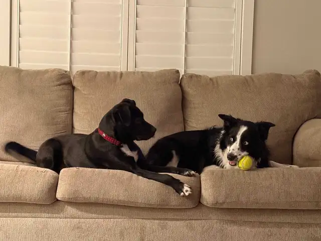 Labrador cross - Photo 5