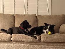 Labrador cross - Photo 5