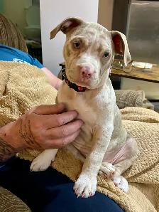 XL Merle fawn/ tan American Bully - Photo 2