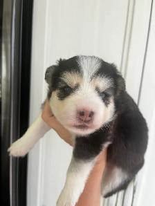 Pomsky 100% authentique / aucun mélange