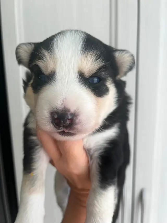 Pomsky 100% authentique / aucun mélange - Photo 2