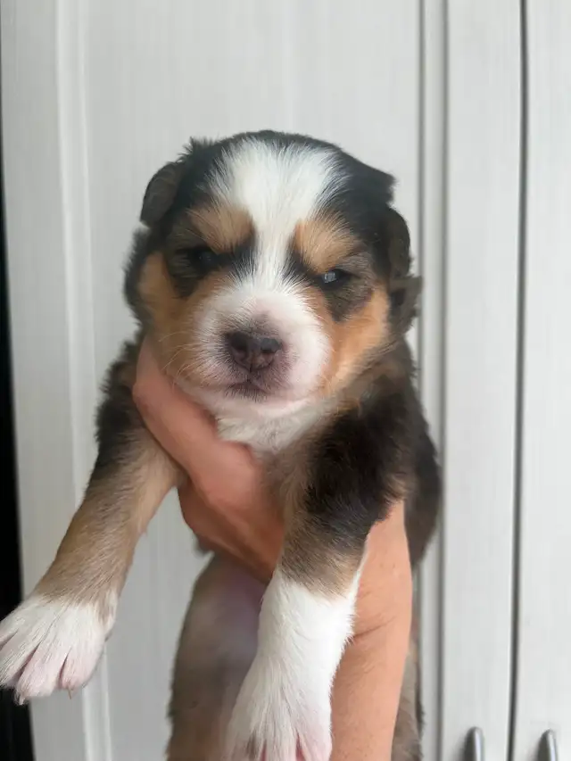 Pomsky 100% authentique / aucun mélange - Photo 3