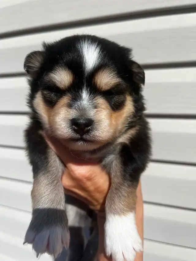 Pomsky 100% authentique / aucun mélange - Photo 4