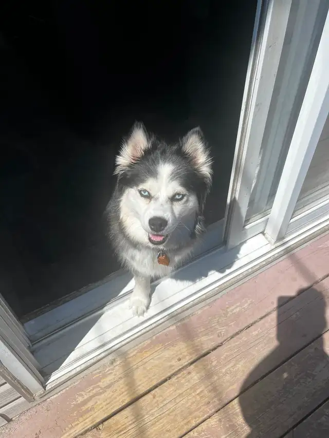 Pomsky 100% authentique / aucun mélange - Photo 5