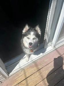 Pomsky 100% authentique / aucun mélange - Photo 5