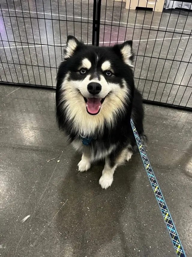 Pomsky 100% authentique / aucun mélange - Photo 6