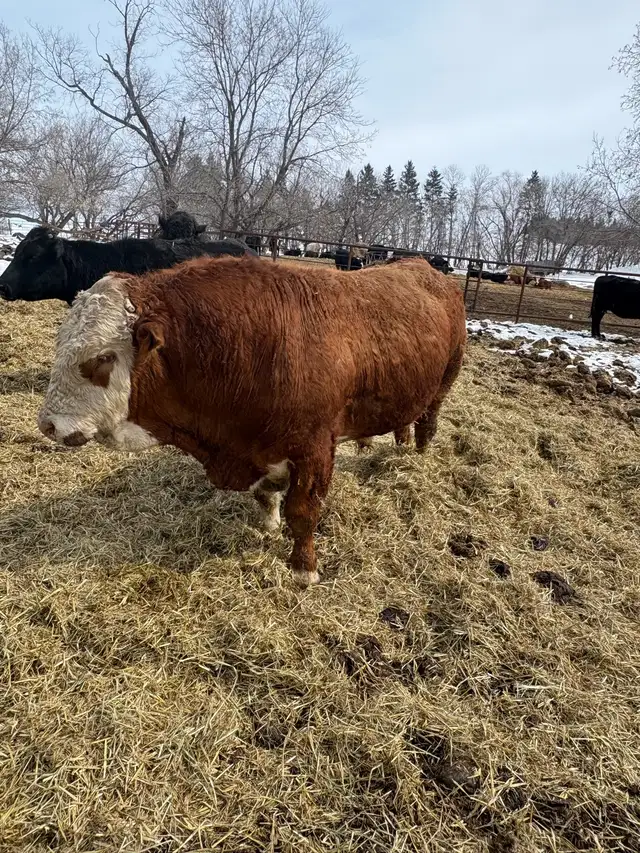 Simmental bull