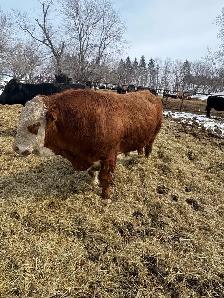 Simmental bull