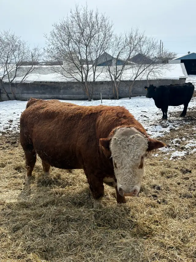 Simmental bull - Photo 2