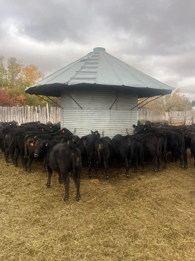 replacement heifers - Photo 2