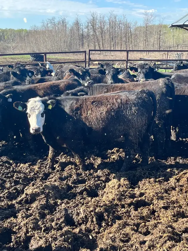 replacement heifers - Photo 3