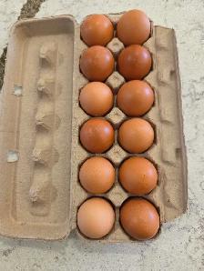 Fresh Brown Eggs