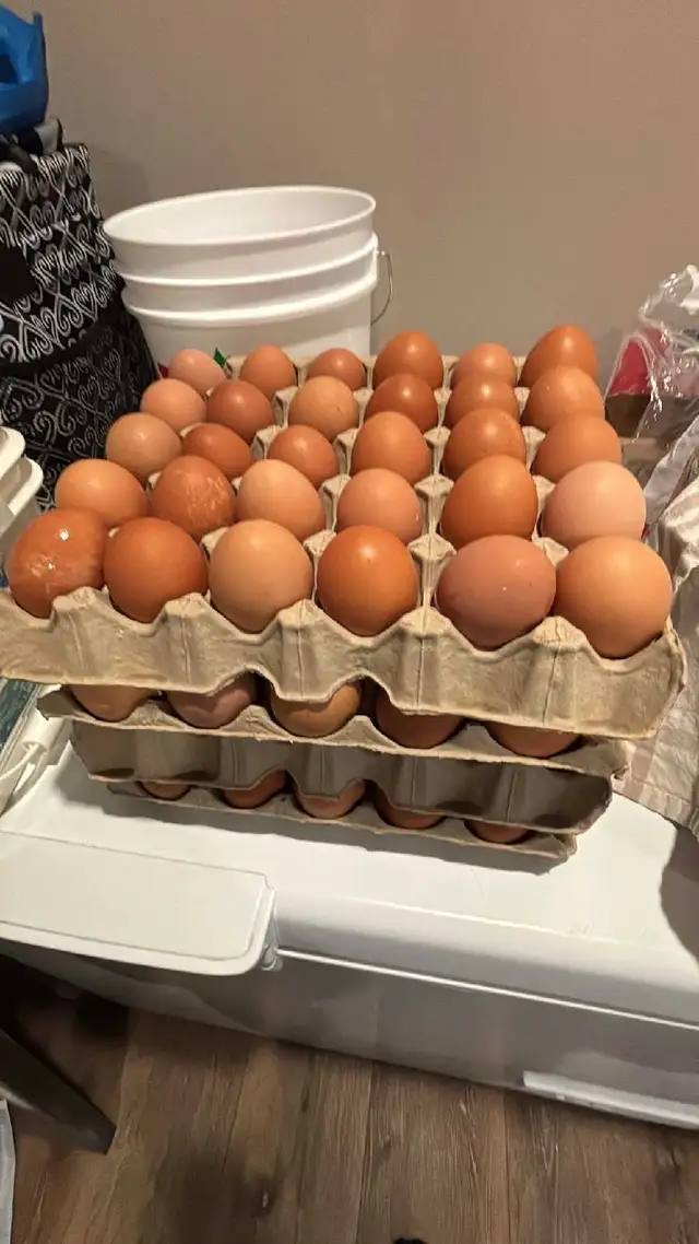 Fresh Brown Eggs - Photo 2
