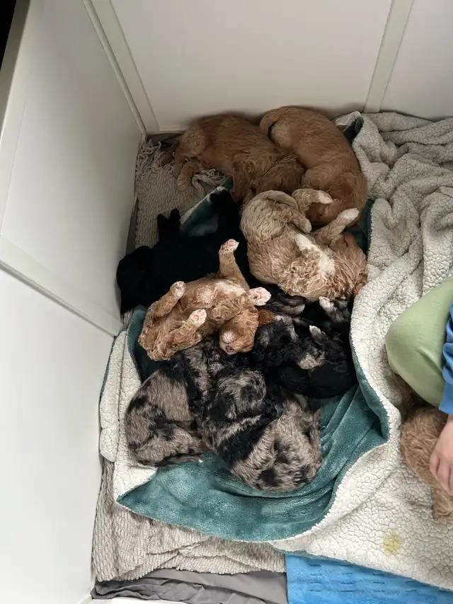 Mini Golden Doodles - Photo 2