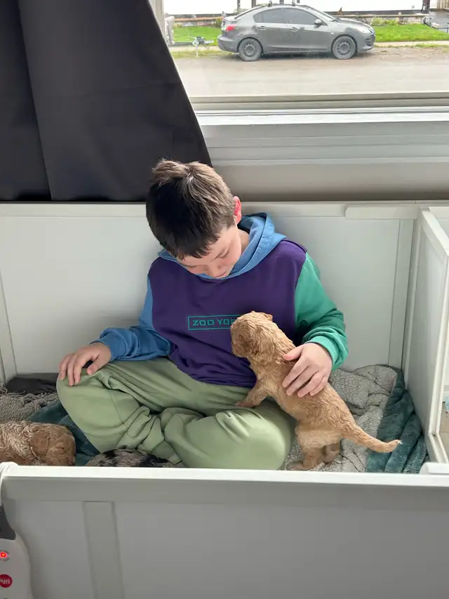 Mini Golden Doodles - Photo 3