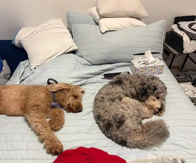 Mini Golden Doodles - Photo 4