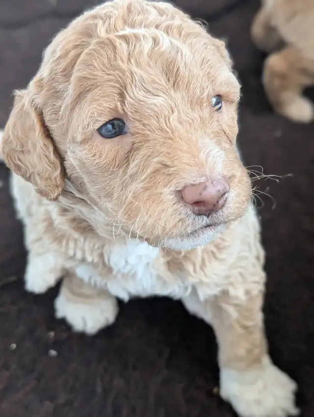 Mini Golden Doodles - Photo 5