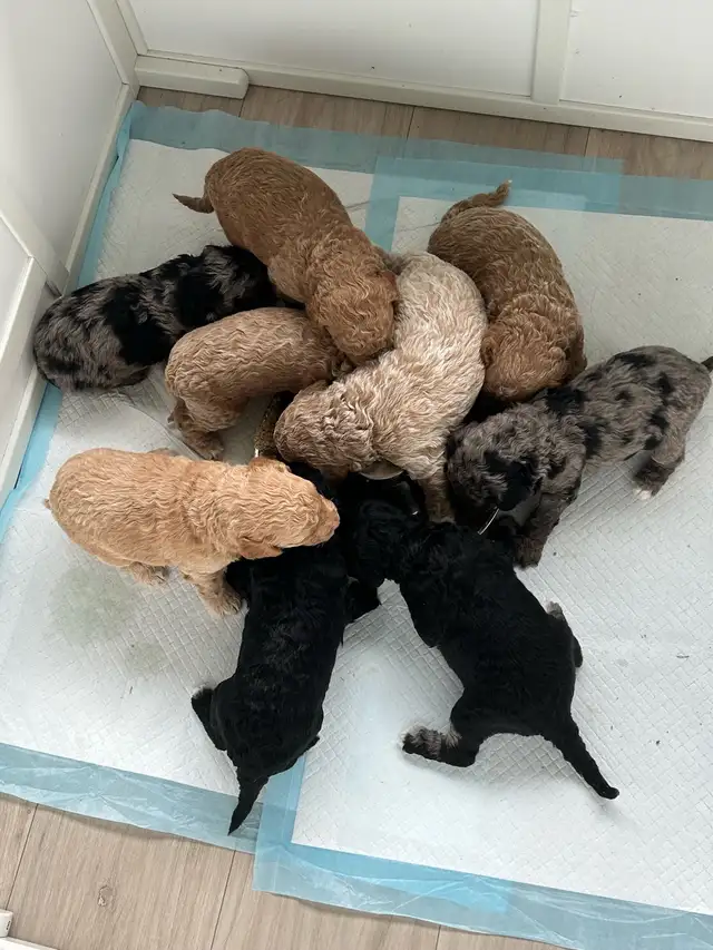 Mini Golden Doodles - Photo 6