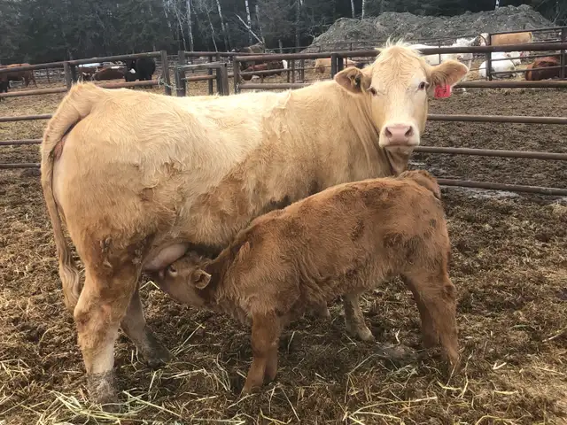 Cow calf pairs sell today