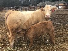 Cow calf pairs sell today