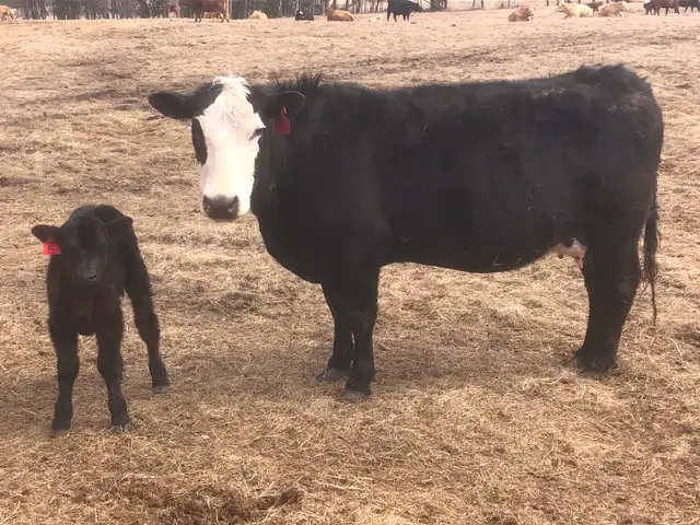 Cow calf pairs sell today - Photo 2