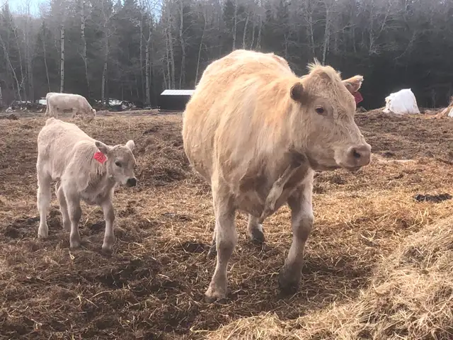 Cow calf pairs sell today - Photo 3