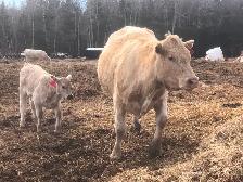 Cow calf pairs sell today - Photo 3