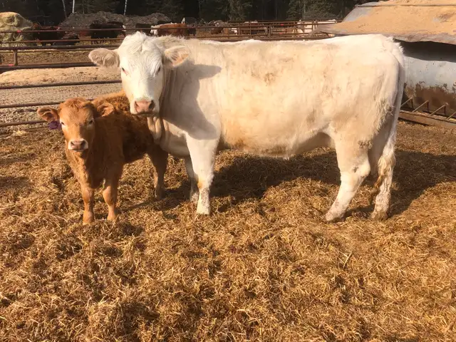 Cow calf pairs sell today - Photo 4