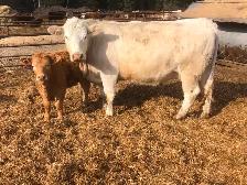 Cow calf pairs sell today - Photo 4