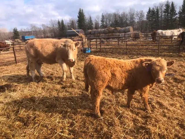 Cow calf pairs sell today - Photo 5