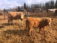 Cow calf pairs sell today - Photo 5