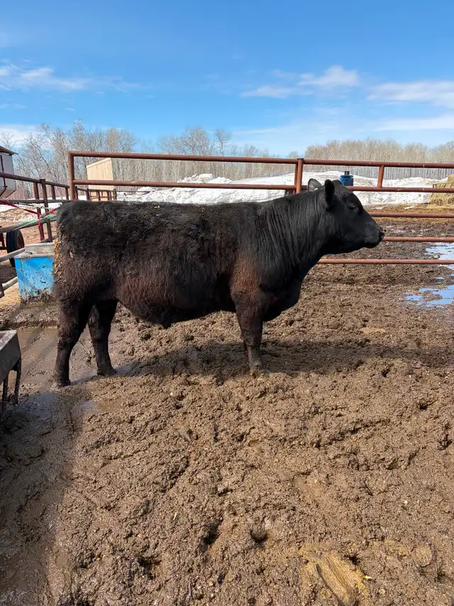 Black Angus Yearling Bull