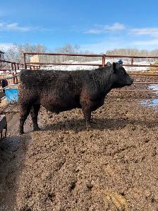 Black Angus Yearling Bull