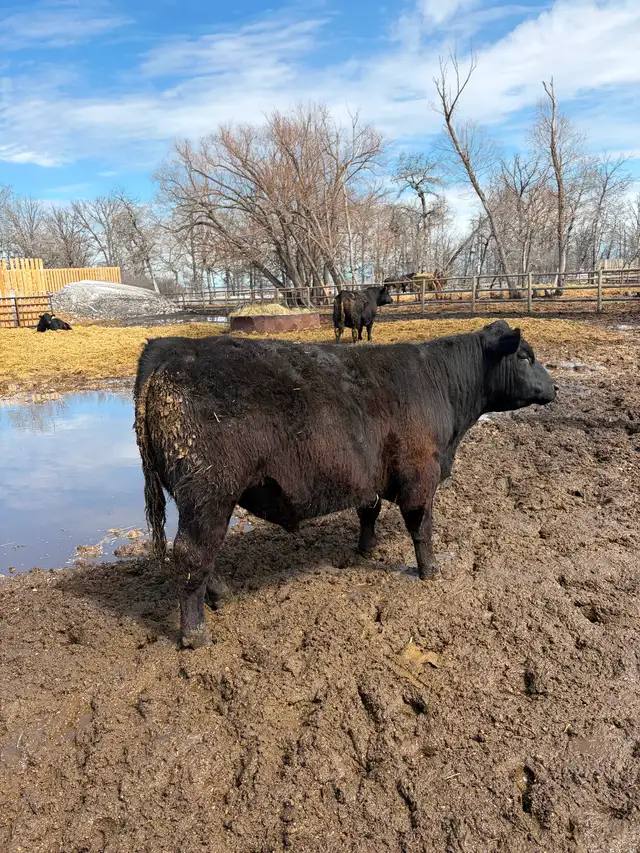 Black Angus Yearling Bull - Photo 2