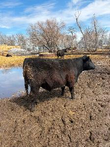 Black Angus Yearling Bull - Photo 2