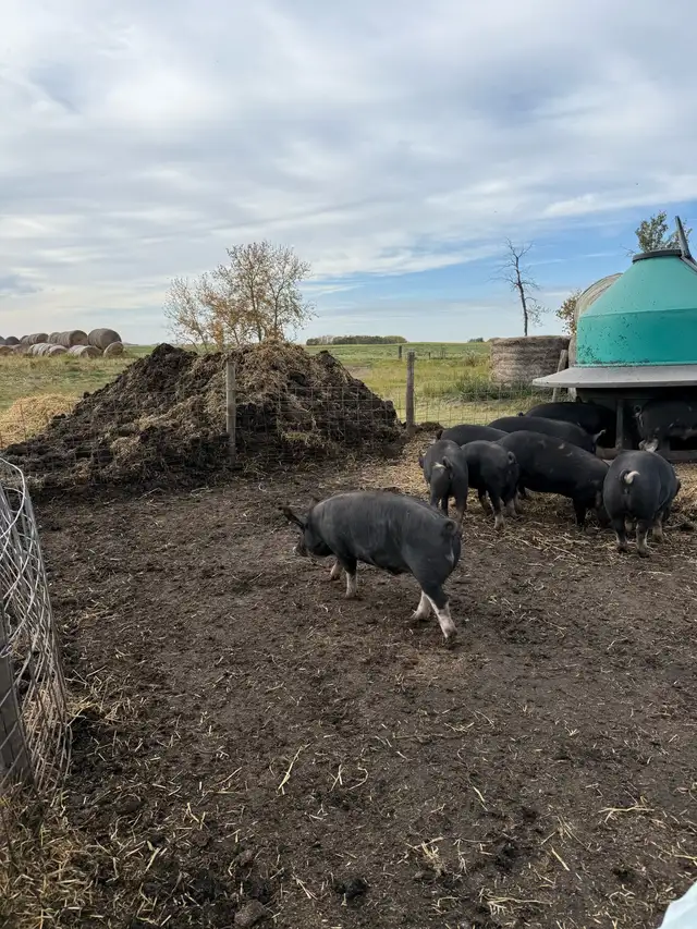 Berkshire Growers - Photo 2