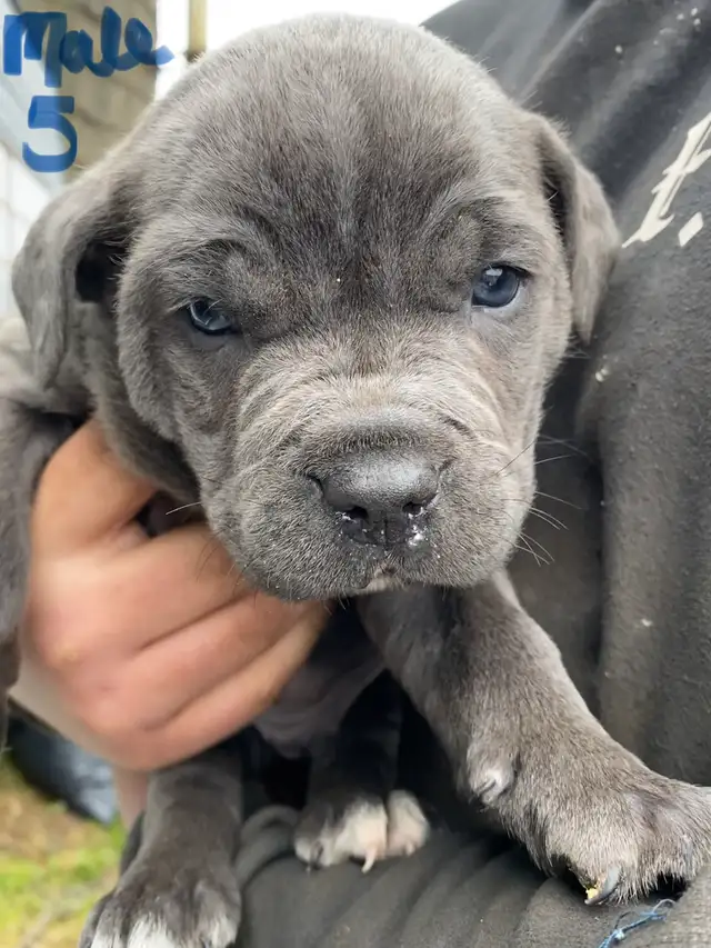 PUPPIES 100% EUROPEAN CANE CORSO